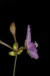 Florida scrub roseling